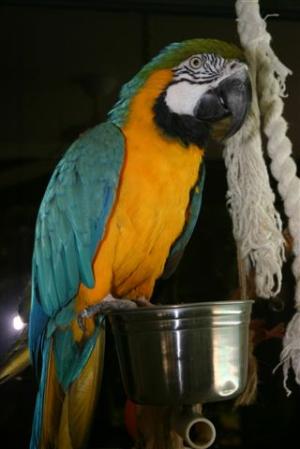 Arielle the Blue & Gold macaw