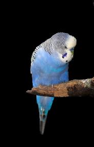 Budgie
