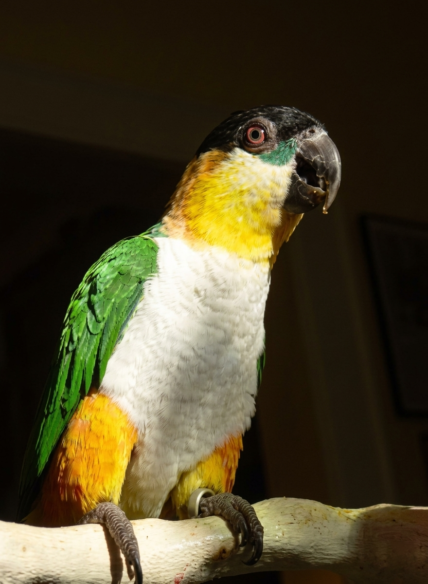 Black Headed Caique