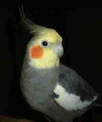 Cockatiel