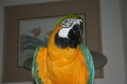 Arielle the Blue and Gold Macaw