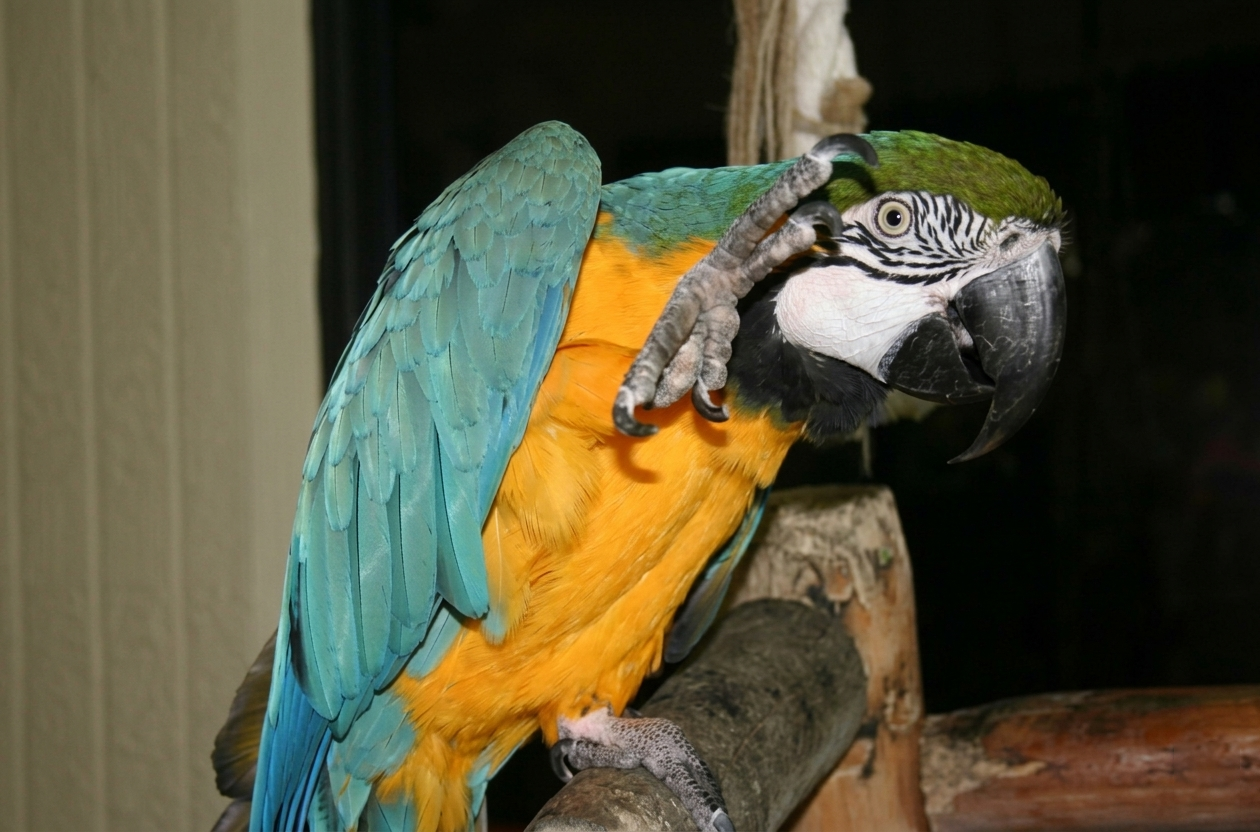 Arielle the macaw