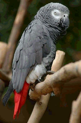 African Grey Parrot