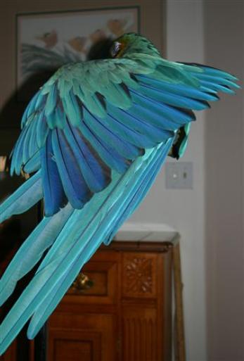 Arielle the macaw
