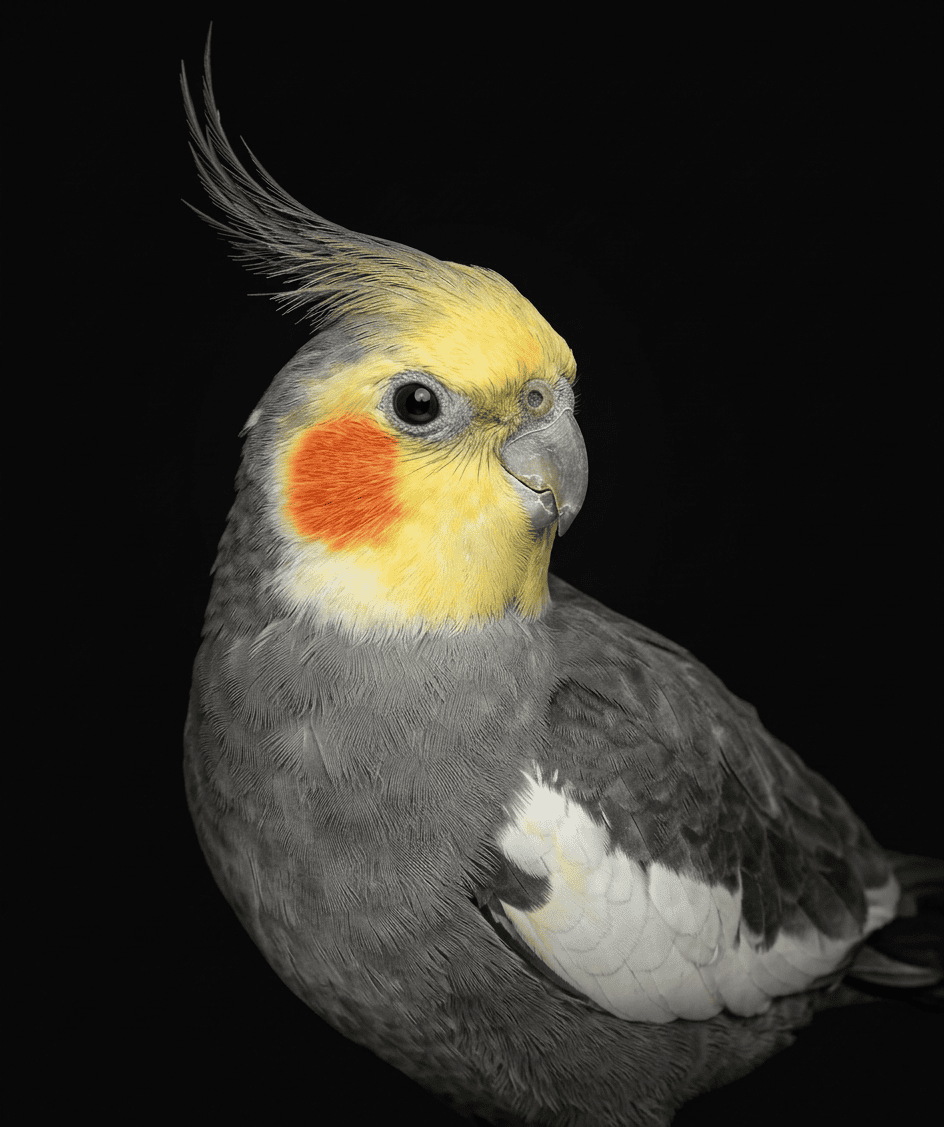 Cockatiel bird with yellow face and orange cheeks on black background