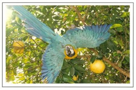 Arielle in the grapefruit tree