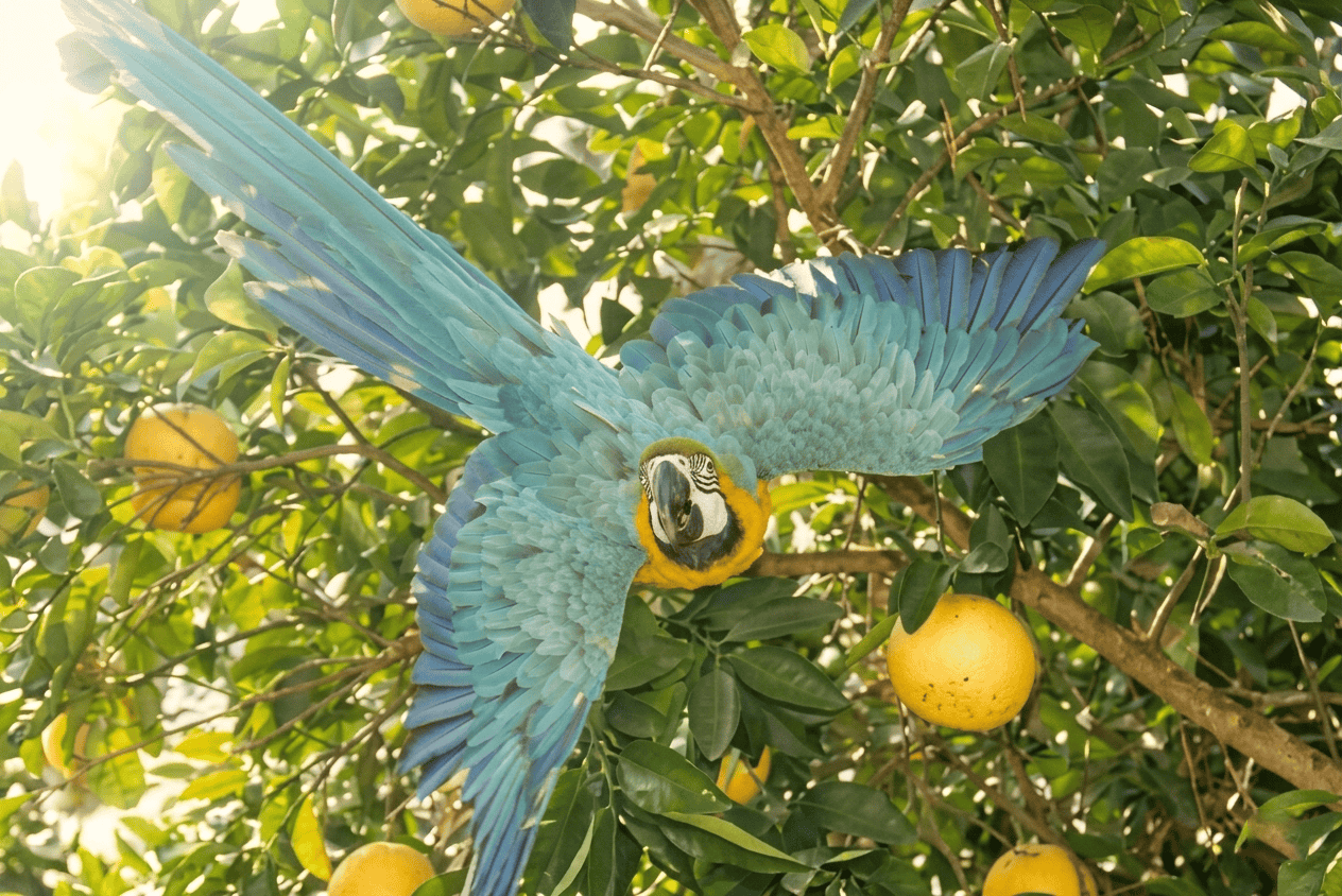 Arielle in the grapefruit tree